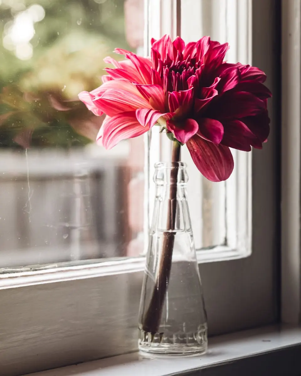 Dahlia Night Ampoule