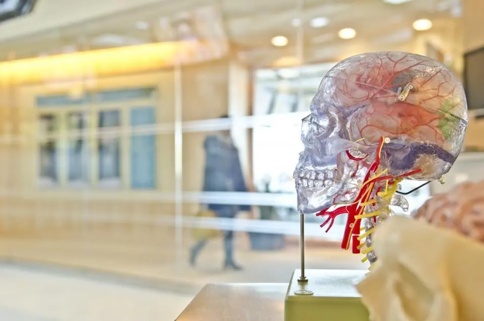 CM-H anatomy model